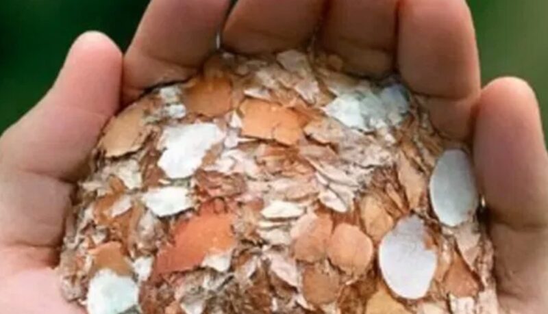 Сварете яйчените черупки и се сбогувайте с...