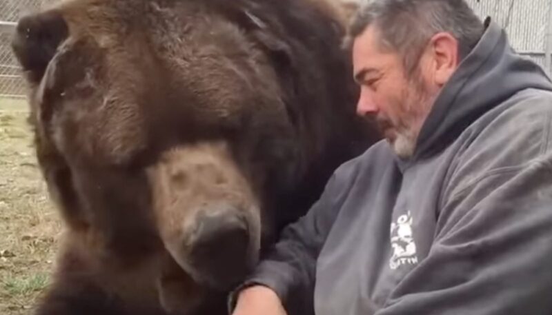 „Мечокът Джими — добросърдечен гигант, който обича всички“
